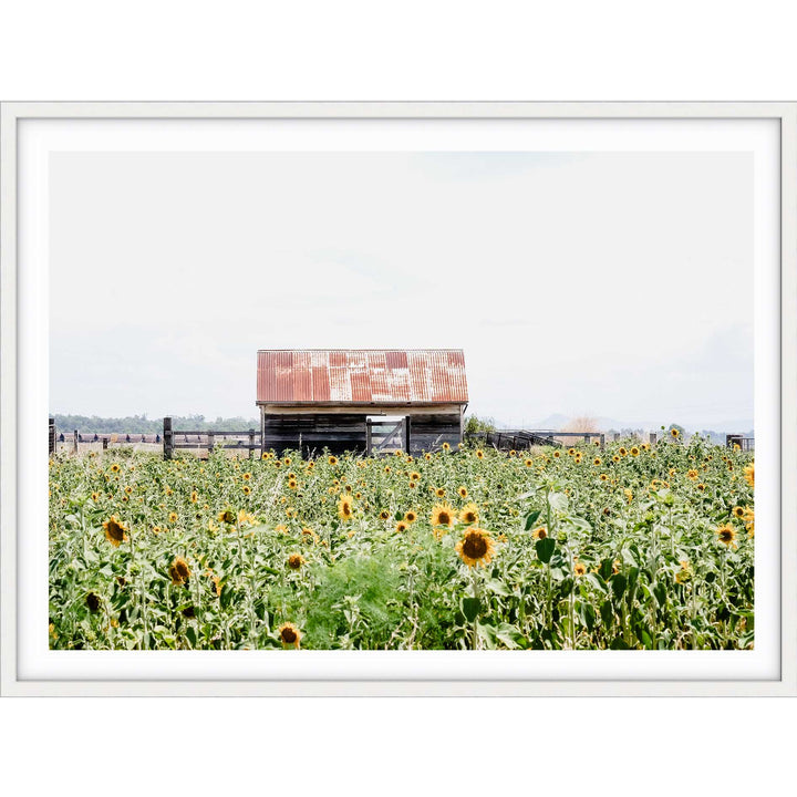 Sunflower Country