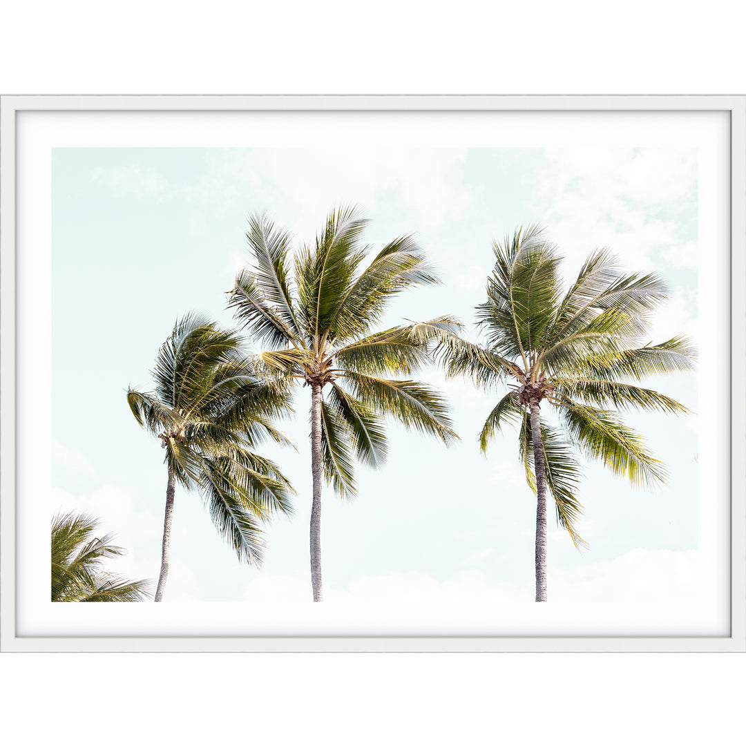 Tropical Palms II