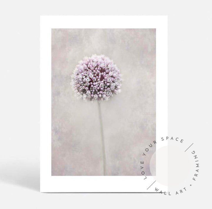 Allium Flower