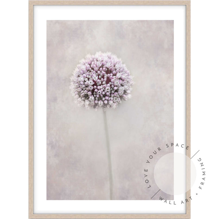 Allium Flower