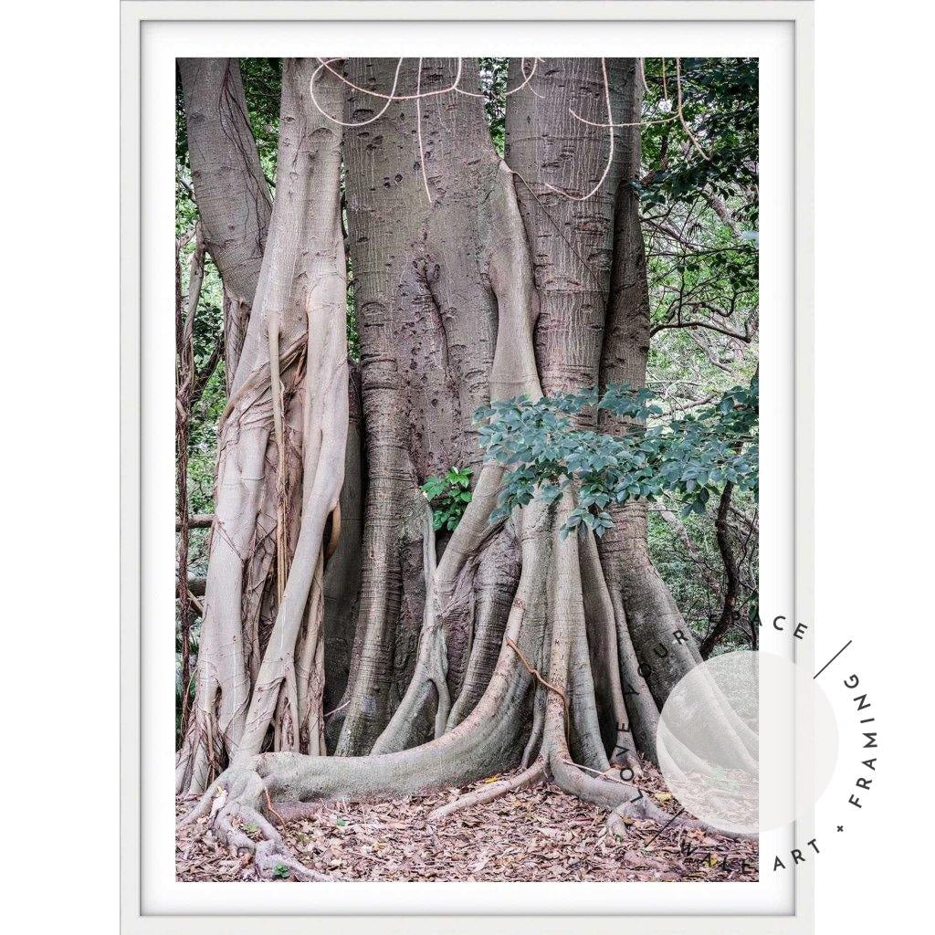 Banyan Tree - Bronte Beach - Love Your Space