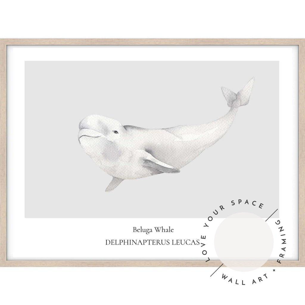 Beluga Whale - Love Your Space