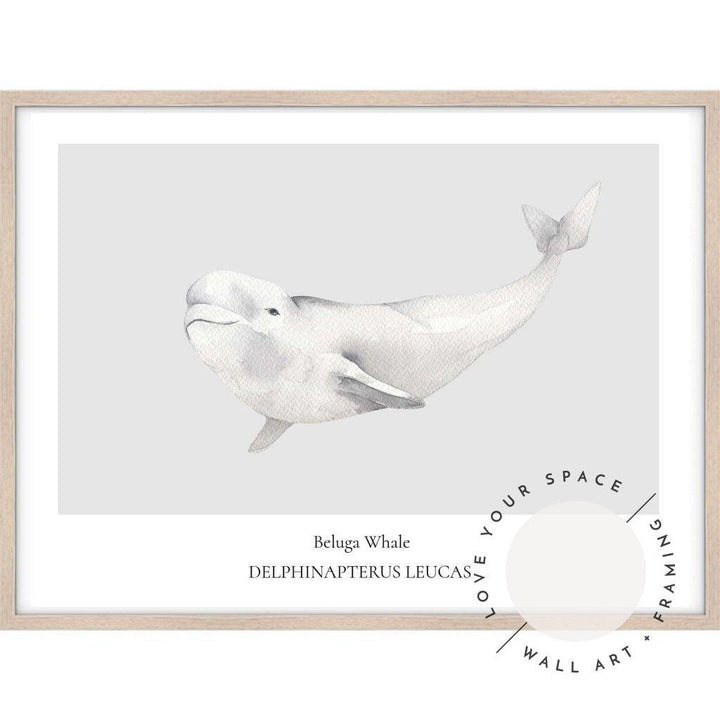 Beluga Whale - Love Your Space