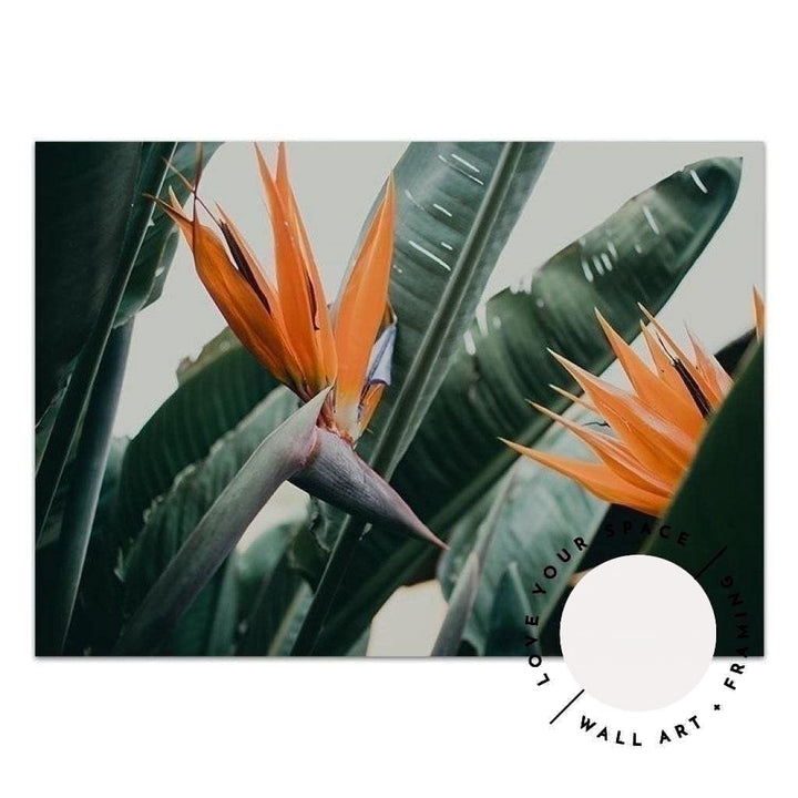 Birds Of Paradise - Love Your Space
