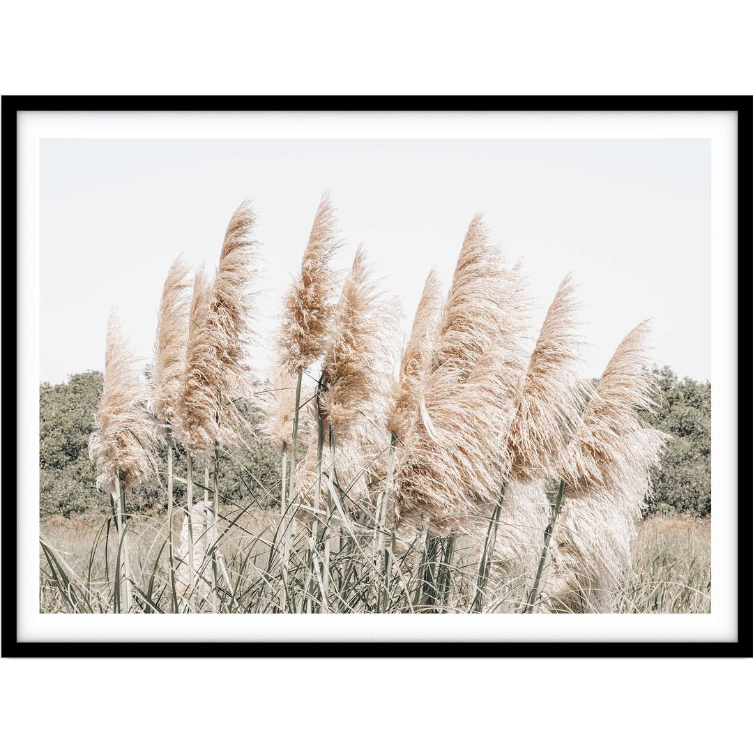 Pampas Grass no.5