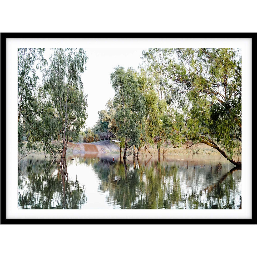 The Darling River Gum Trees II