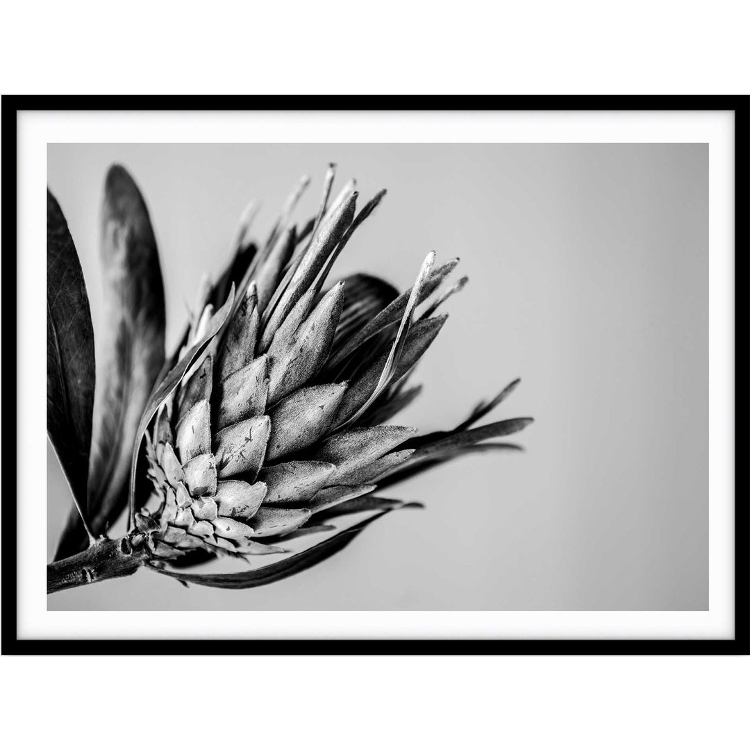 Native I B+W