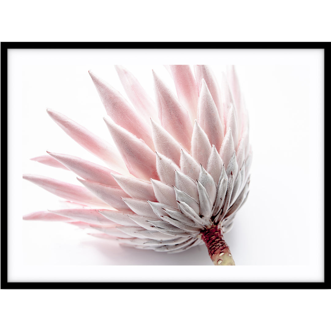 King Protea IV