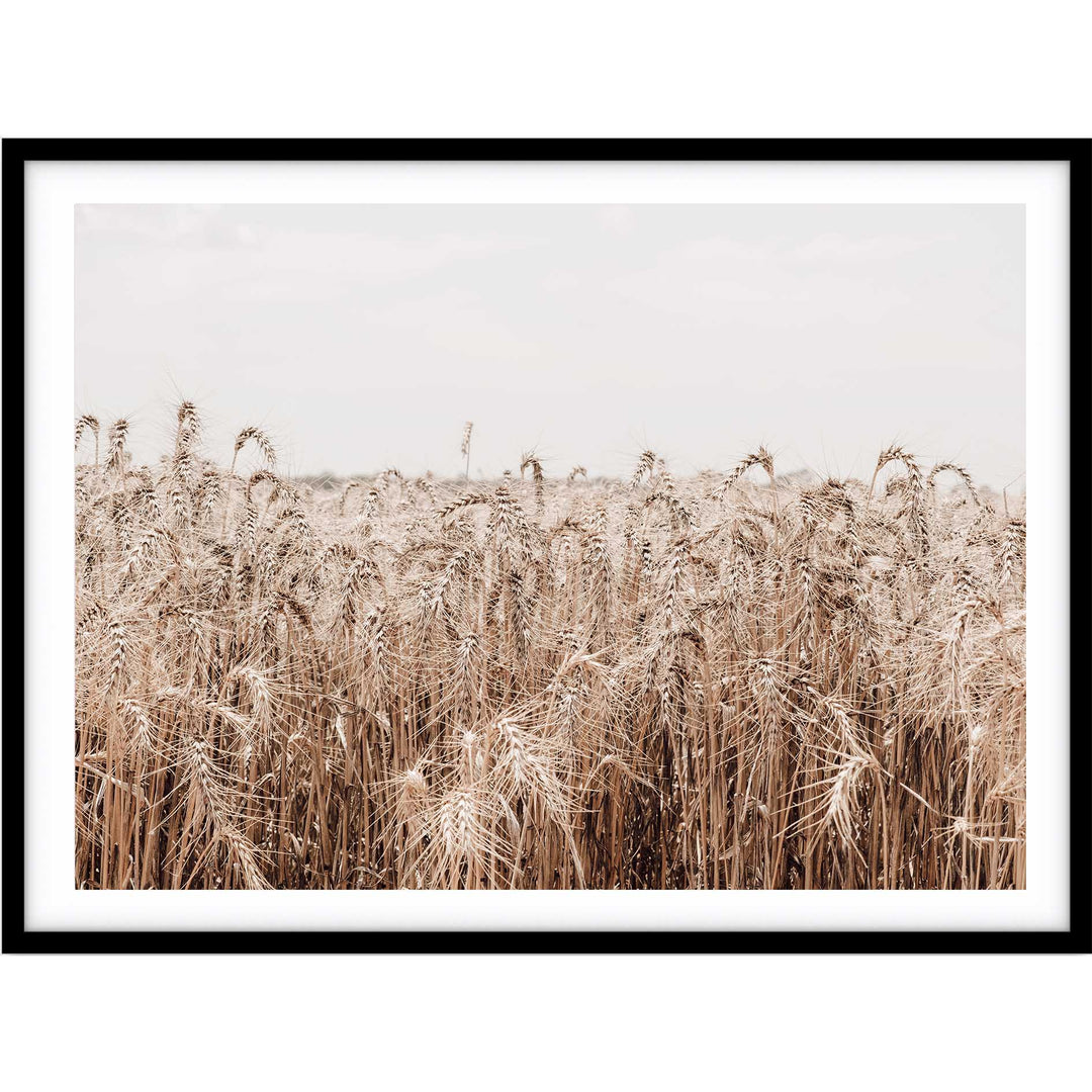 Wheat Farm III