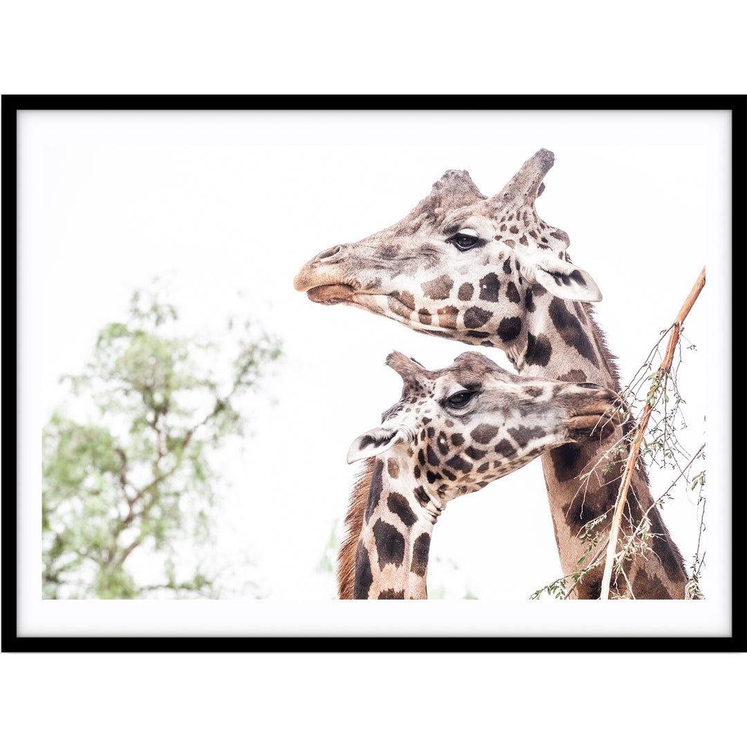 Giraffe Love