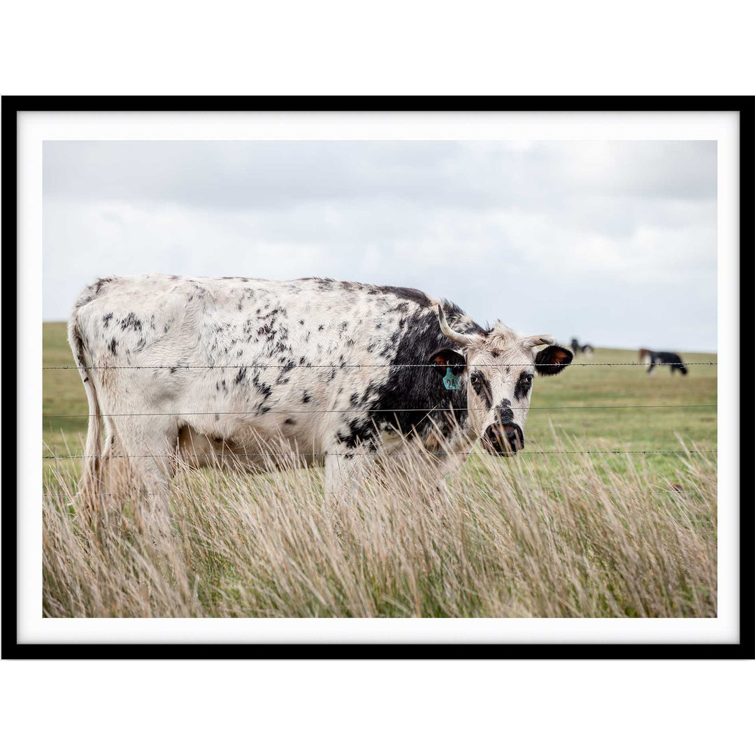 Spotty Cow