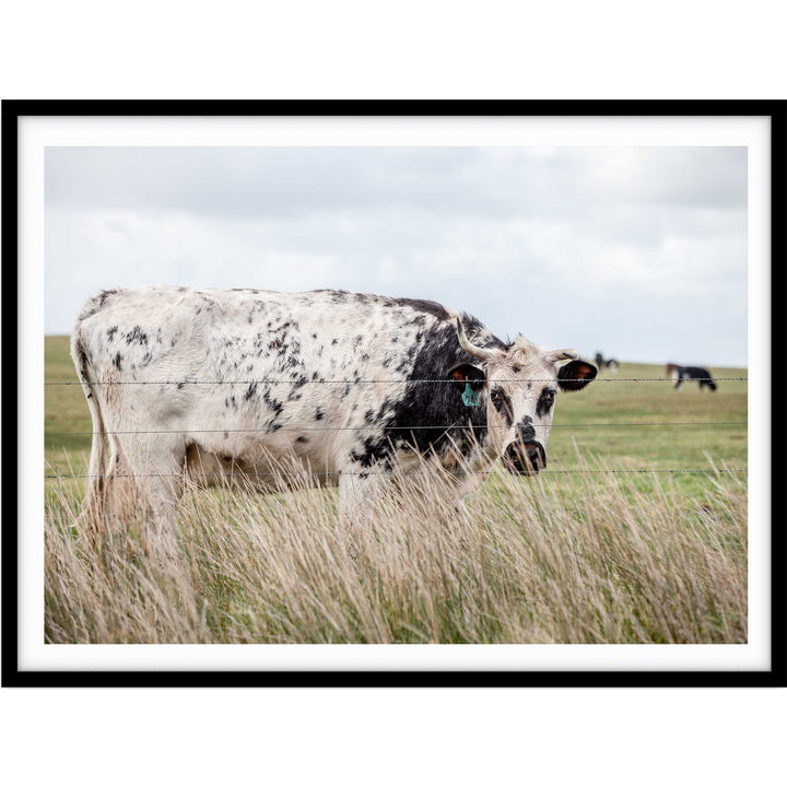 Spotty Cow