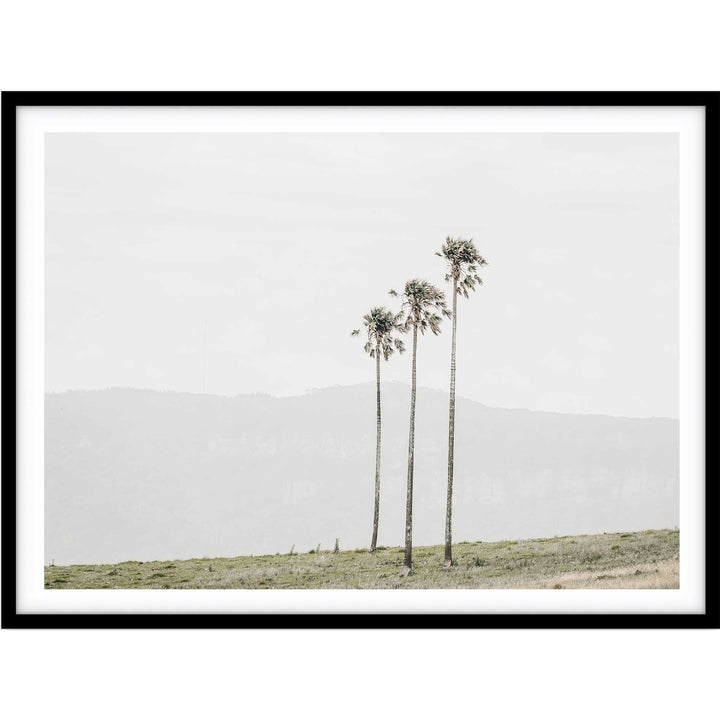 Jamberoo Palms no.3