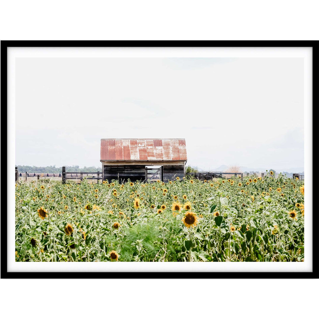 Sunflower Country