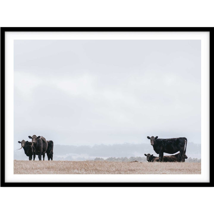Great Ocean Road Cows
