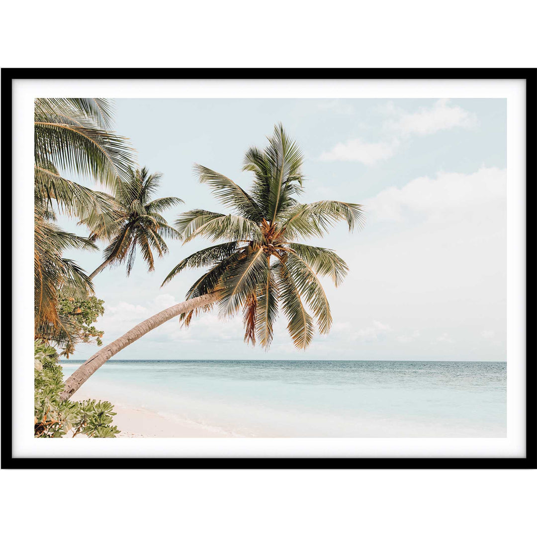 Maldive Palms II