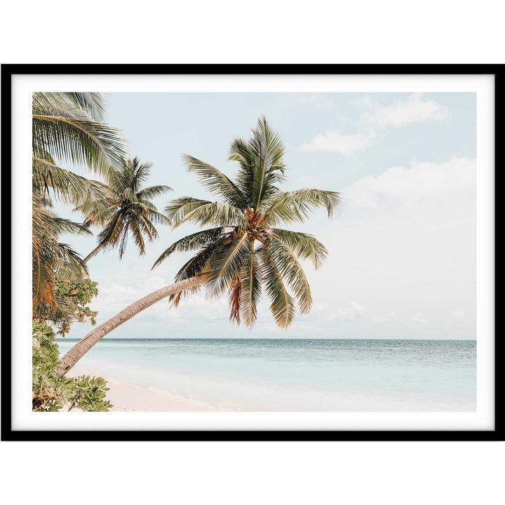 Maldive Palms II