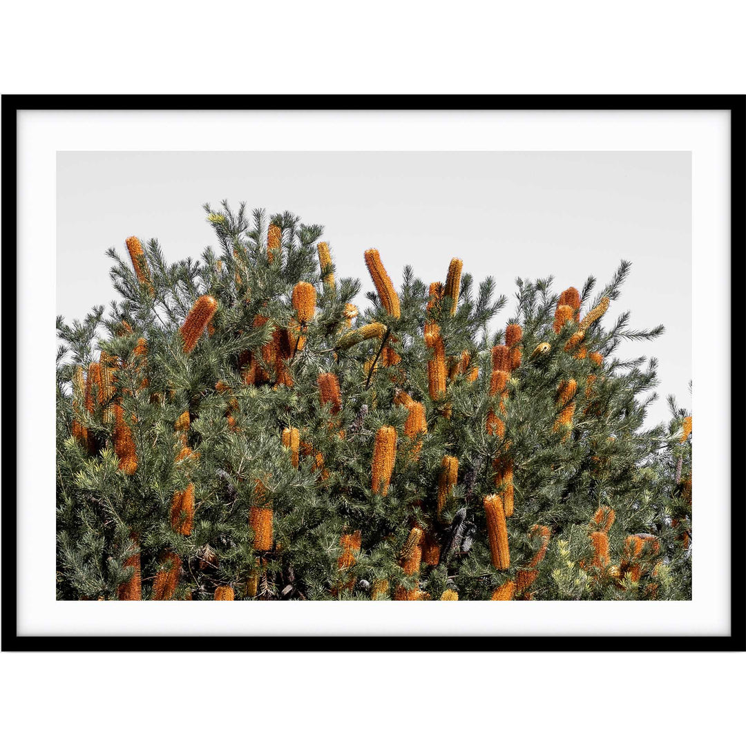Wild Banksia II