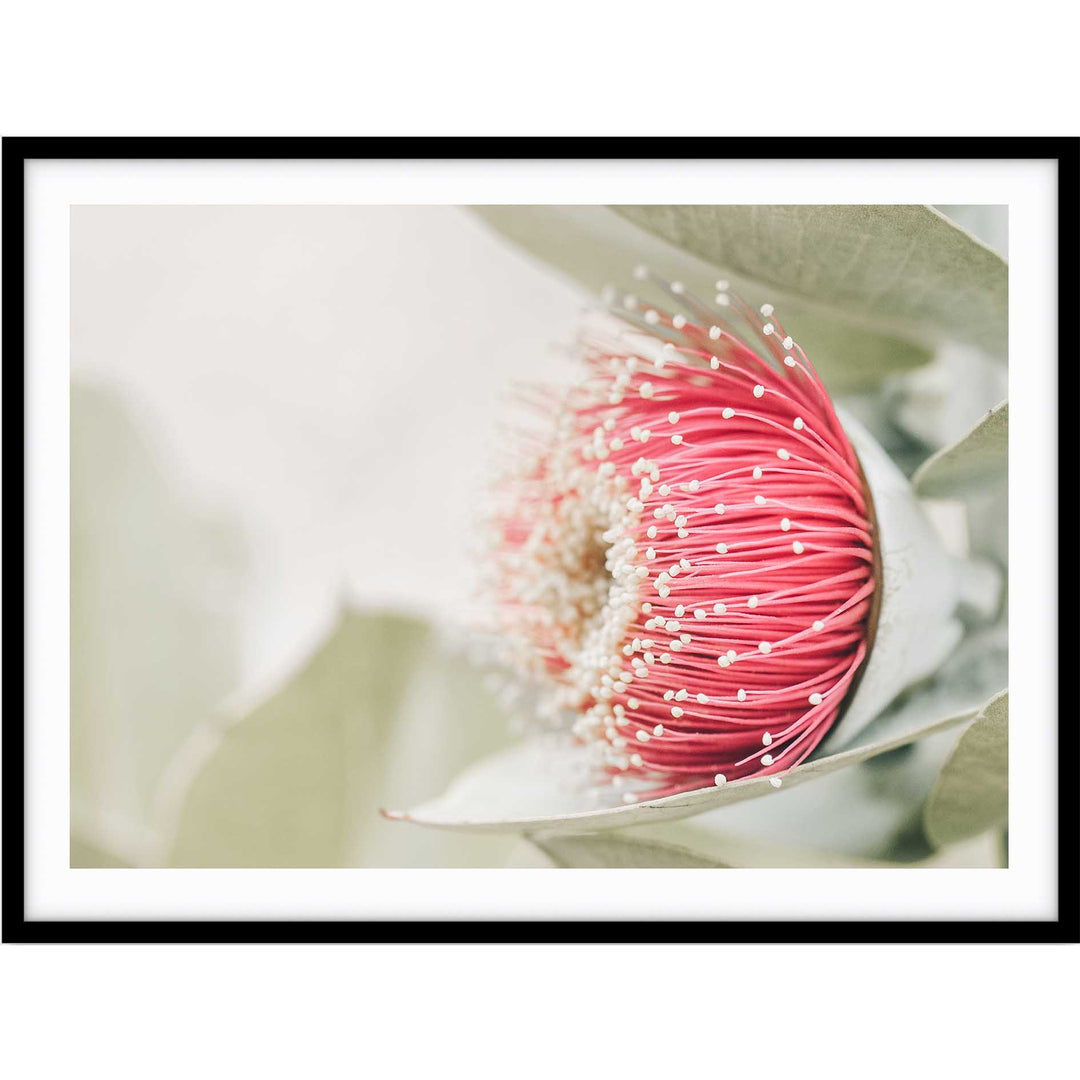 Red Eucalyptus Blossom I