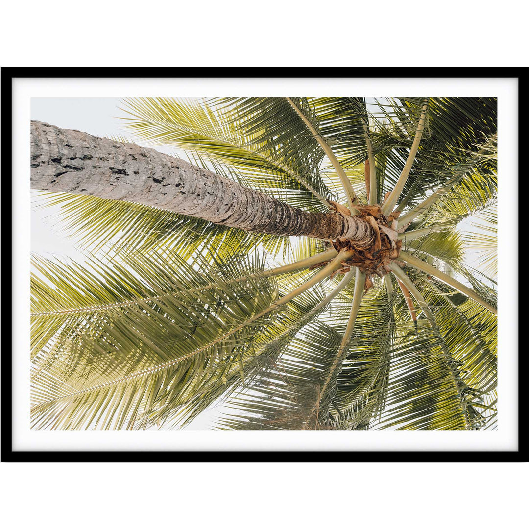 Magnetic Island Palms II