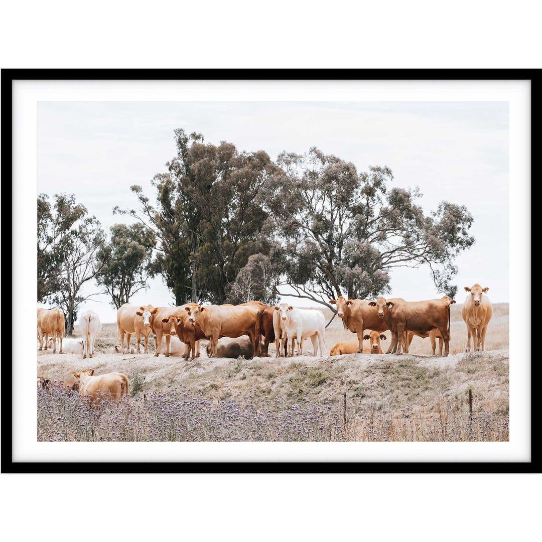 Country Cattle II