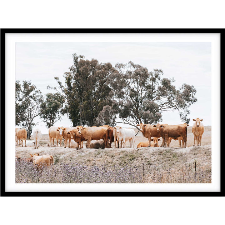 Country Cattle II