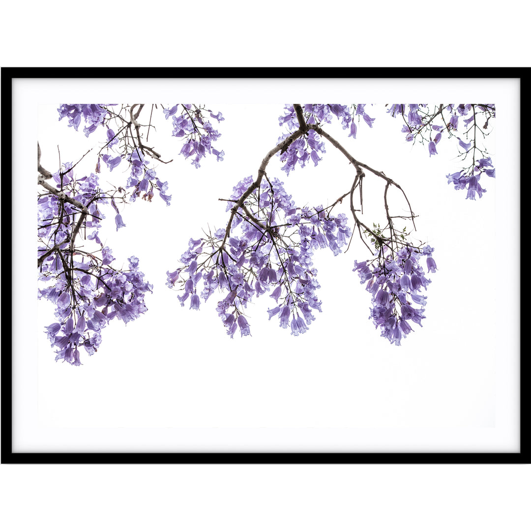 Jacaranda