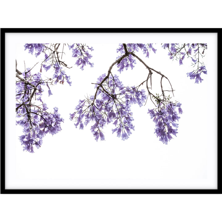 Jacaranda