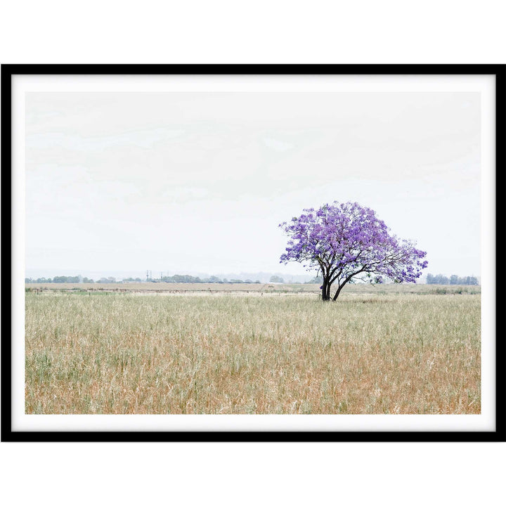 The Lonely Jacaranda II