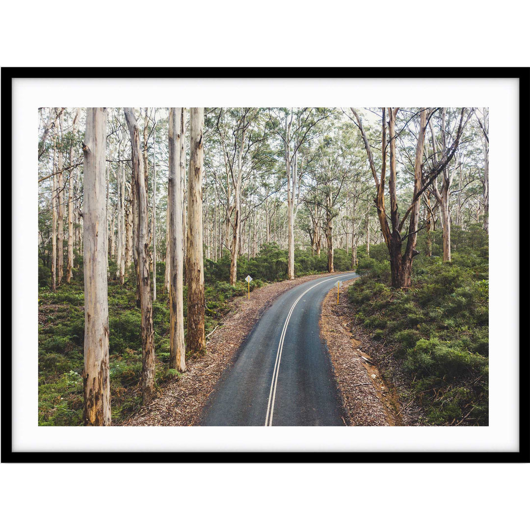 Boranup Forest - Western Australia