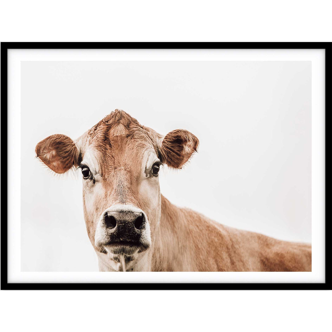 Jersey Cow