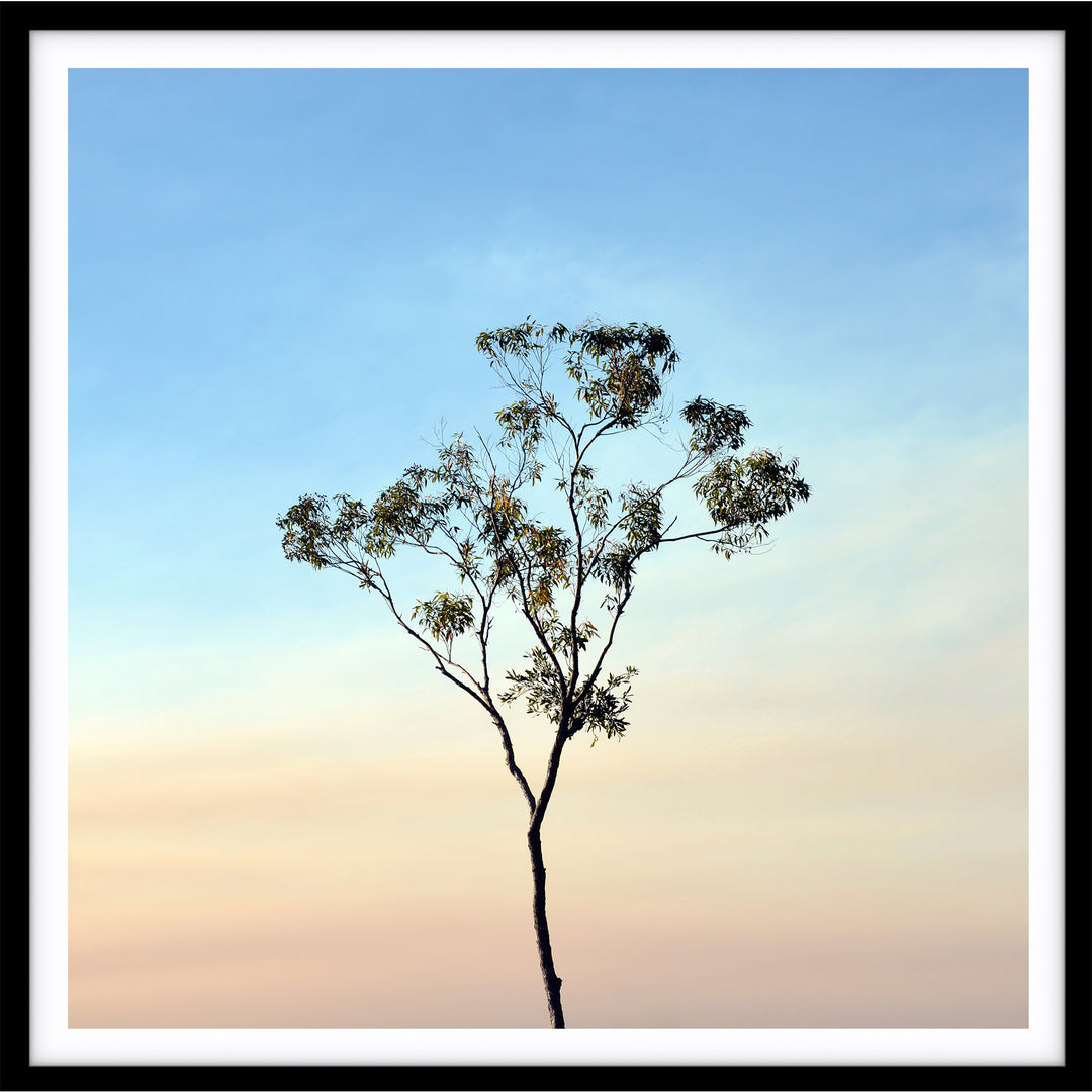 Gumtree on a Sunset Sky - SQUARE