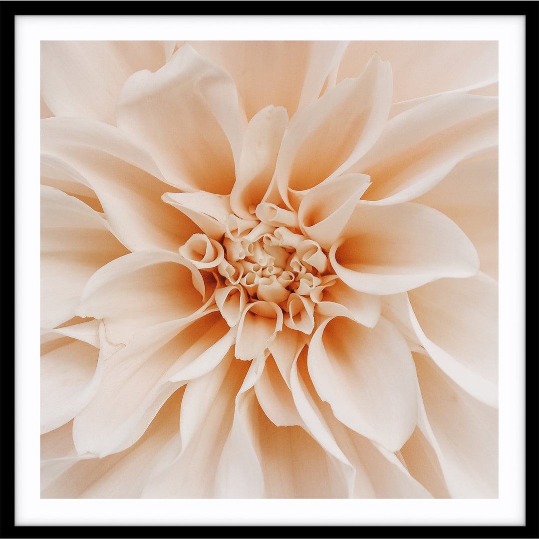 Peach Dahlia - SQUARE