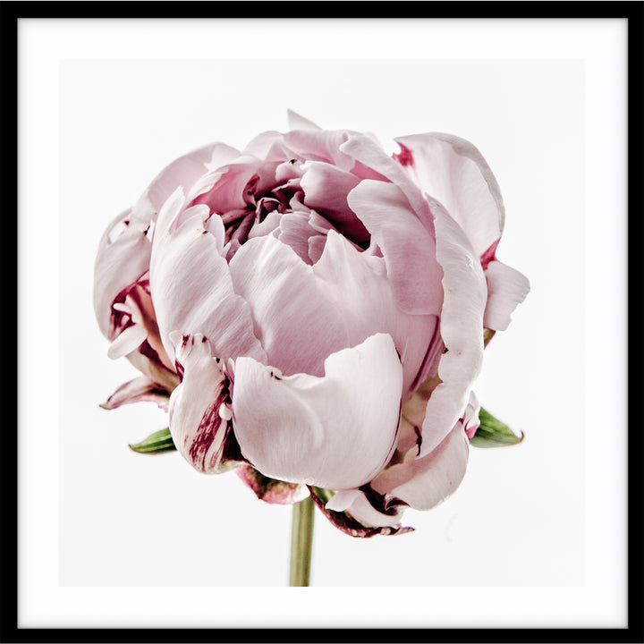 Peony I - SQUARE