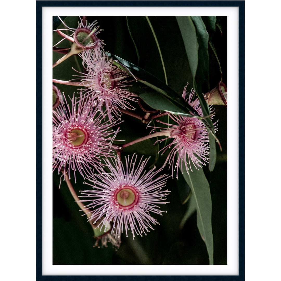 Pink Eucalyptus no.2