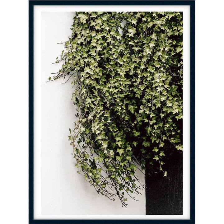 Ivy