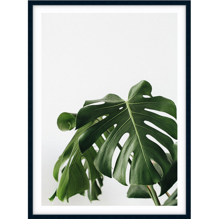 Monstera Leaf