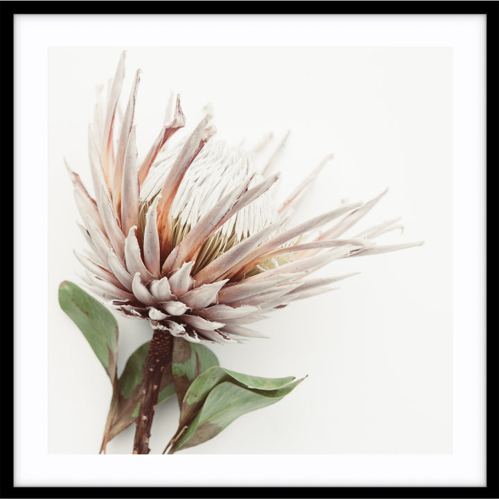 Aged King I - SQUARE