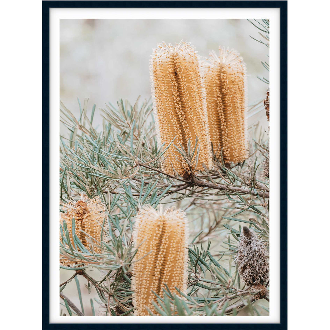 Banksia I - Frazer Beach