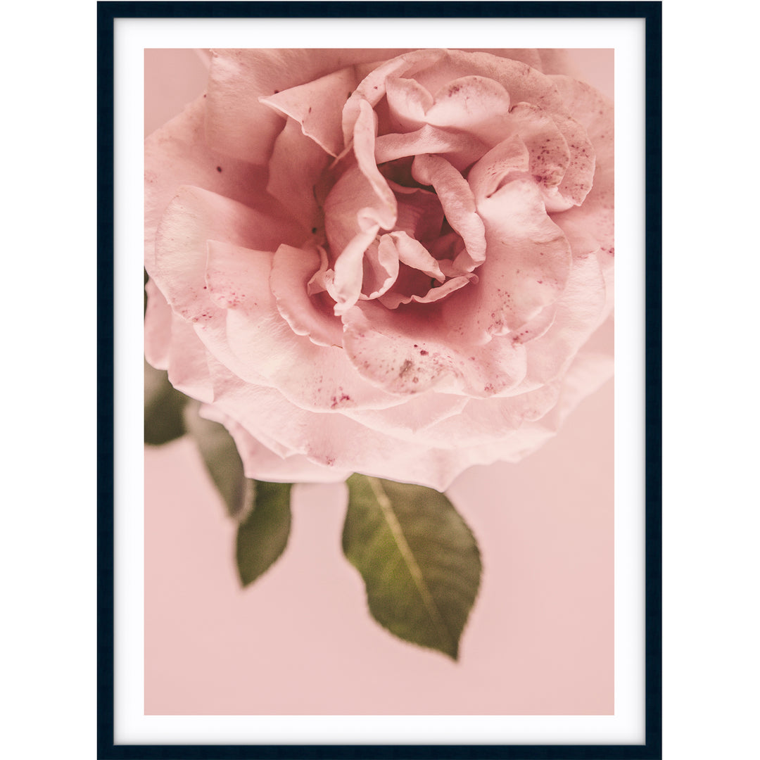 Pink Rose