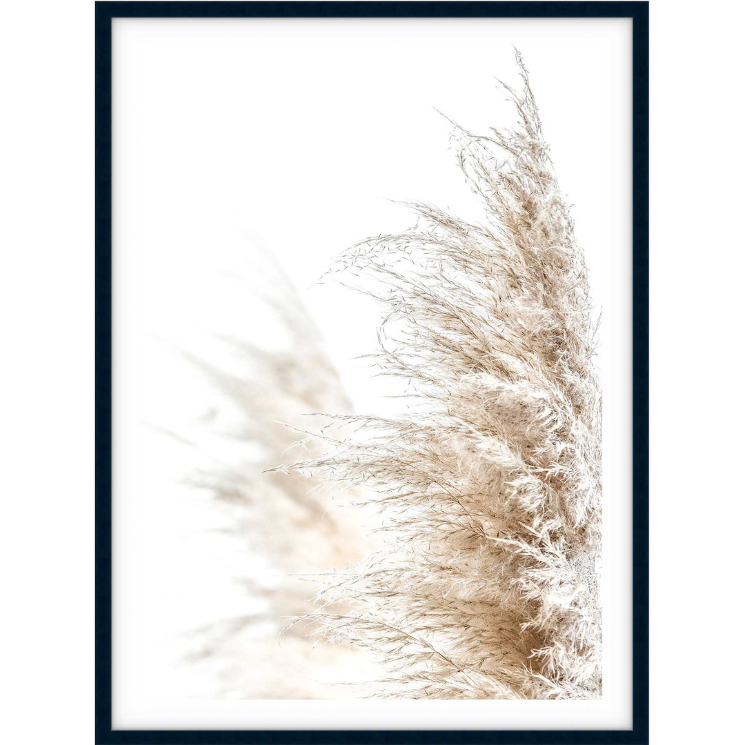 Pampas Grass no.1