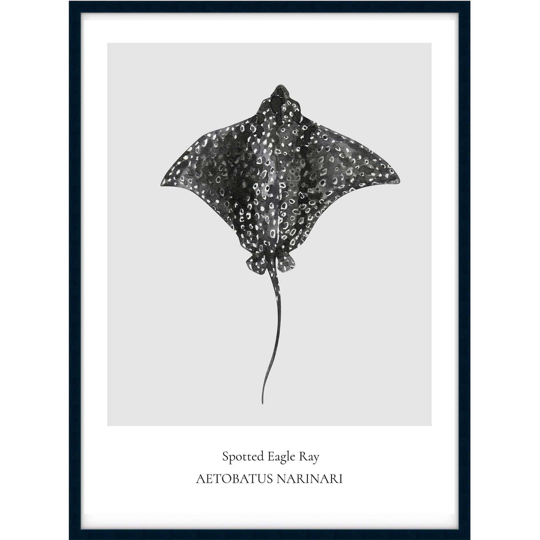 Spotted Eagle Ray