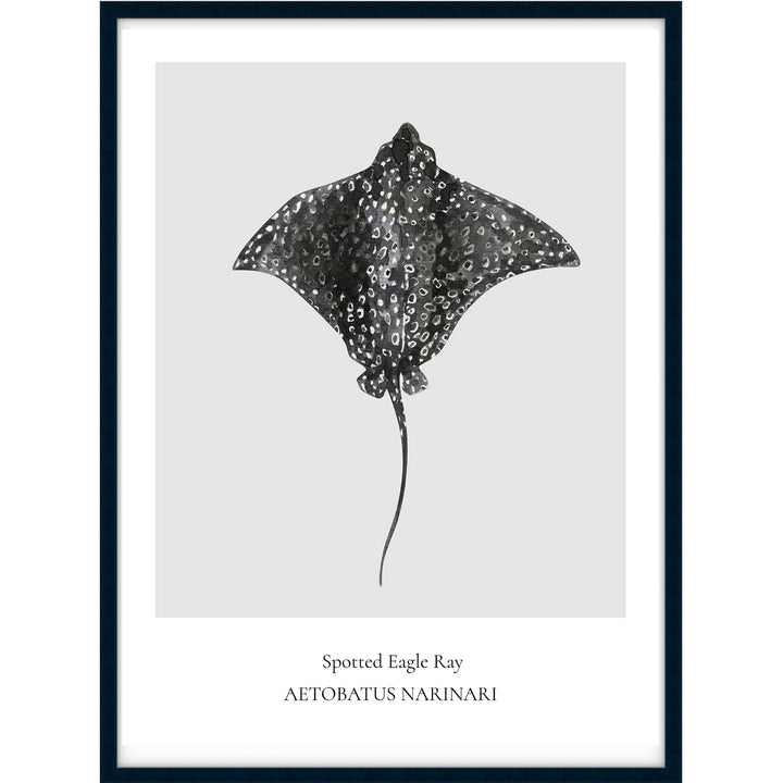 Spotted Eagle Ray