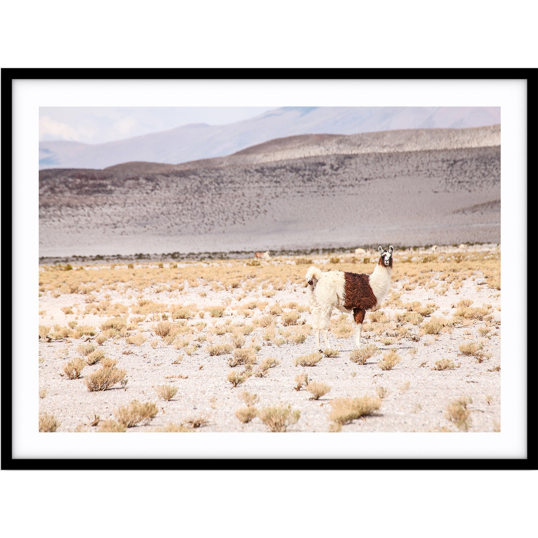 Desert I - Bolivia