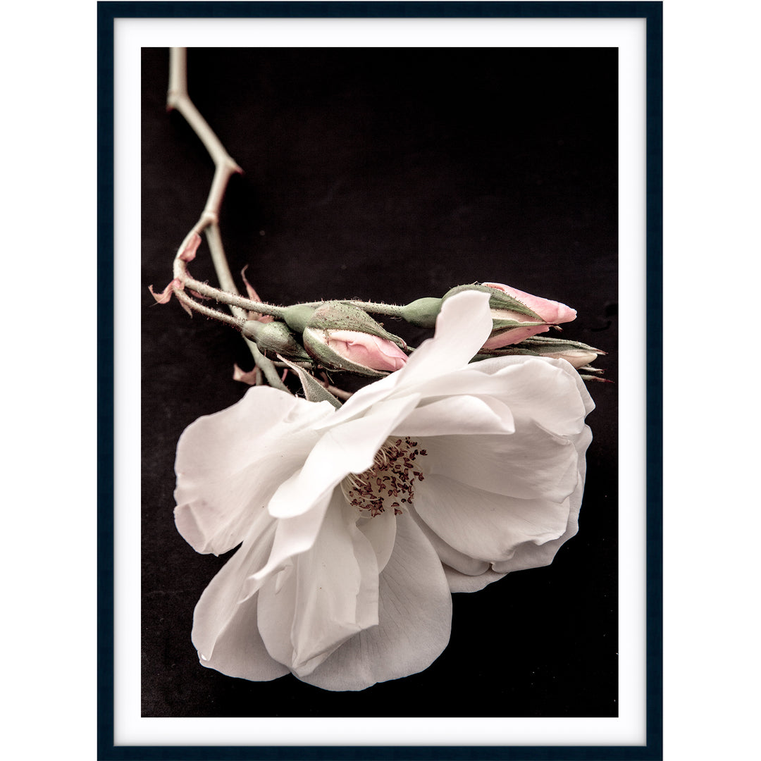 White Rose I