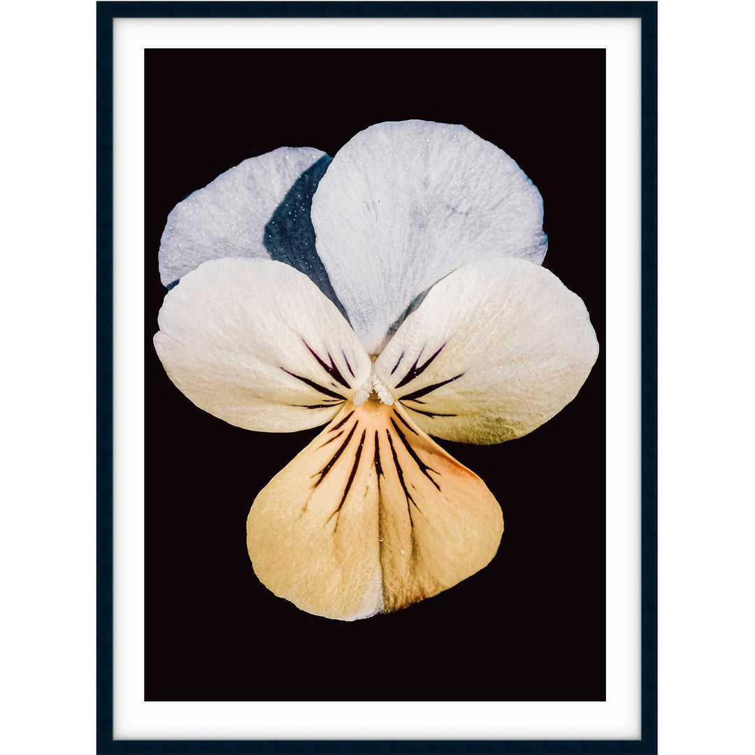 Pansy no.1