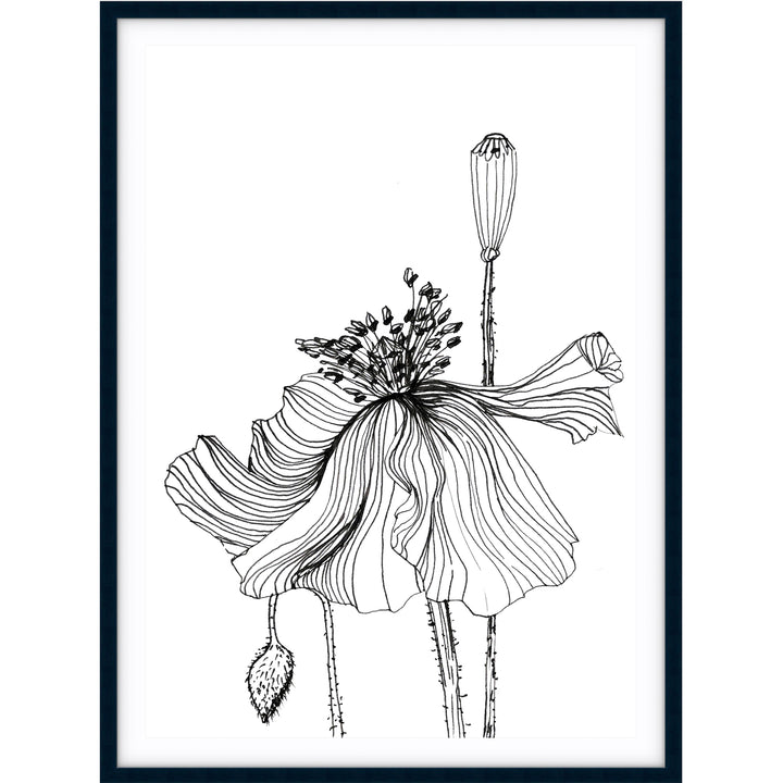 Poppy Sketch