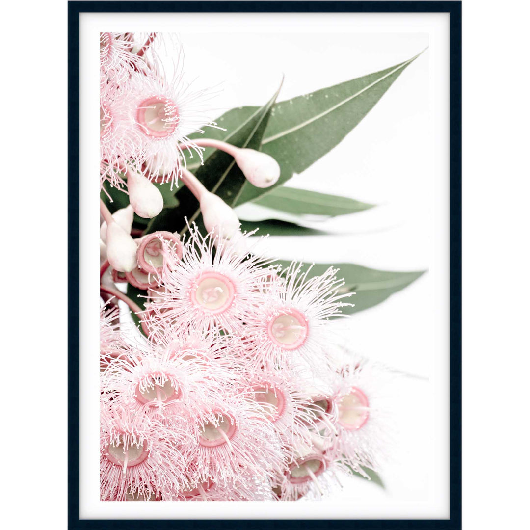 Icy Pink Eucalyptus no.2