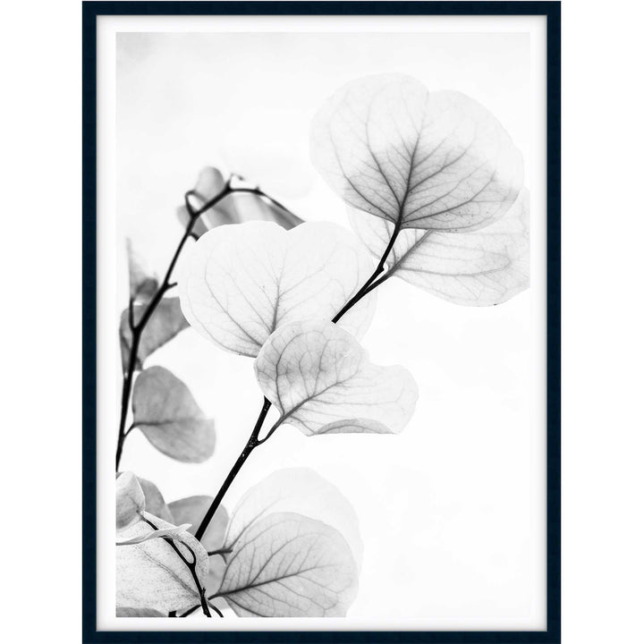 Dried Eucalyptus II - B&W