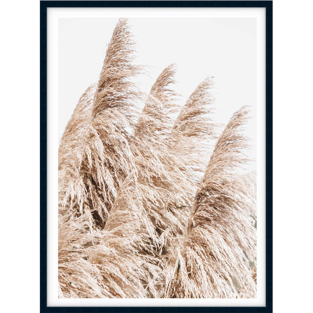 Pampas Grass no.3